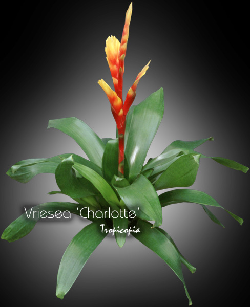 Bromeliad - Vriesea 'Charlotte' - 